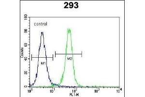 ZN Antibody (N-term) (ABIN654561 and ABIN2844268) flow cytometric analysis of 293 cells (right histogram) compared to a negative control cell (left histogram). (ZNF611 抗体  (N-Term))