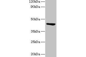Western blot All lanes: ST3GAL3 antibody at 2 μg/mL + Mouse skeletal muscle tissue Secondary Goat polyclonal to rabbit lgG at 1/15000 dilution Predicted band size: 43, 44, 20, 50, 39, 22, 32, 13, 21, 14, 18, 49, 17, 41, 31, 16, 47, 26, 27, 12, 23, 6, 9 kDa Observed band size: 43 kDa (ST3GAL3 抗体  (AA 29-375))