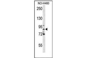 Western blot analysis of Myeloperoxidase Antibody (C-term) in NCI-H460 cell line lysates (35ug/lane).