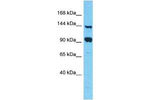 Host: Rabbit Target Name: FAM193A Sample Type: 293T Whole Cell lysates Antibody Dilution: 1. (FAM193A 抗体  (C-Term))