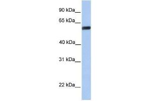 Western Blot showing YAP1 antibody used at a concentration of 1. (YAP1 抗体  (C-Term))