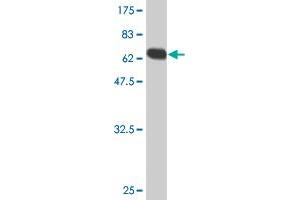 Western Blot detection against Immunogen (79.