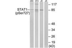 Western blot analysis of extracts from 293 cells, 3T3 cells treated with UV (15mins) and Jurkat cells treated with eto (25uM, 24hours), using STAT1 (Phospho-Ser727) Antibody. (STAT1 抗体  (pSer727))