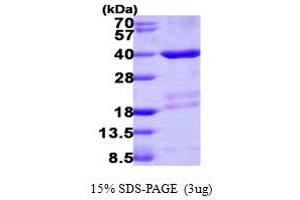 SDS-PAGE (SDS) image for Mortality Factor 4 Like 2 (MORF4L2) (AA 1-288) protein (His tag) (ABIN667402) (MORF4L2 Protein (AA 1-288) (His tag))