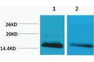 Western Blotting (WB) image for anti-Histone H2B (meLys5) antibody (ABIN3181328) (Histone H2B 抗体  (meLys5))