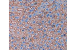 Used in DAB staining on fromalin fixed paraffin- embedded Kidney tissue (PDCD1LG2 抗体  (AA 36-219))