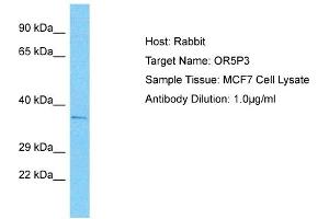 Western Blotting (WB) image for anti-Olfactory Receptor, Family 5, Subfamily P, Member 3 (OR5P3) (C-Term) antibody (ABIN2791778)