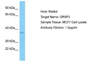 Host: Rabbit Target Name: OR5P3 Sample Type: MCF7 Whole Cell lysates Antibody Dilution: 1. (OR5P3 抗体  (C-Term))
