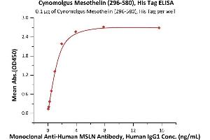Immobilized Cynomolgus Mesothelin (296-580), His Tag (ABIN6973155) at 1 μg/mL (100 μL/well) can bind Monoclonal A MSLN Antibody, Human IgG1 with a linear range of 0.