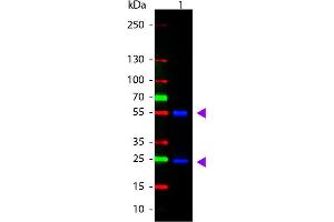 Western Blot of ATTO 488 conjugated Goat anti-Mouse IgG Pre-adsorbed secondary antibody. (山羊 anti-小鼠 IgG (Heavy & Light Chain) Antibody (Atto 488) - Preadsorbed)