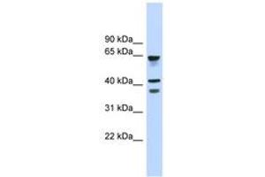Image no. 1 for anti-G Protein-Coupled Receptor 27 (GPR27) (AA 143-192) antibody (ABIN6744840) (GPR27 抗体  (AA 143-192))