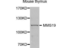 Western blot analysis of extracts of Mouse thymus cells, using MMS19 antibody. (MMS19 抗体)