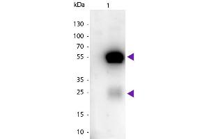 Western blot of Peroxidase Conjugated Sheep Anti-Rabbit IgG secondary antibody. (绵羊 anti-兔 IgG (Heavy & Light Chain) Antibody (HRP))
