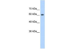 SYNCRIP antibody used at 1.