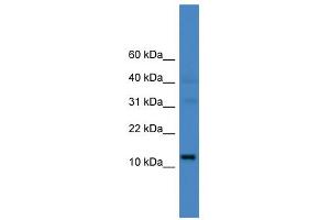 WB Suggested Anti-C14orf48 Antibody Titration: 0. (LINC00521 抗体  (N-Term))