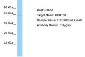 Image no. 1 for anti-G Protein-Coupled Receptor 108 (GPR108) (AA 174-223) antibody (ABIN6750102) (GPR108 抗体  (AA 174-223))