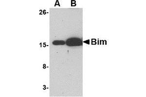 Western Blotting (WB) image for anti-BCL2-Like 11 (Apoptosis Facilitator) (BCL2L11) antibody (ABIN1031696) (BIM 抗体)