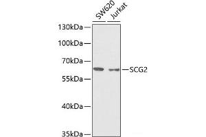 Western blot analysis of extracts of various cell lines using SCG2 Polyclonal Antibody at dilution of 1:1000. (SCG2 抗体)
