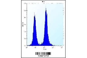 Flow cytometric analysis of Hela cells (right histogram) compared to a negative control cell (left histogram). (DEFB112 抗体  (N-Term))