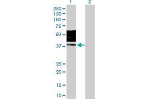 Western Blot analysis of KIR2DL3 expression in transfected 293T cell line by KIR2DL3 MaxPab polyclonal antibody. (KIR2DL3 抗体  (AA 1-341))