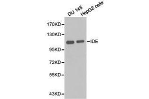 Western Blotting (WB) image for anti-Insulin-Degrading Enzyme (IDE) antibody (ABIN1873131) (IDE 抗体)