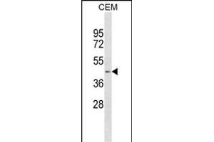 AGT Antibody (N-term) (ABIN1882205 and ABIN2843893) western blot analysis in CEM cell line lysates (35 μg/lane).