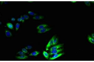 Immunofluorescent analysis of HepG2 cells using ABIN7172105 at dilution of 1:100 and Alexa Fluor 488-congugated AffiniPure Goat Anti-Rabbit IgG(H+L) (SLC46A2 抗体  (AA 45-78))