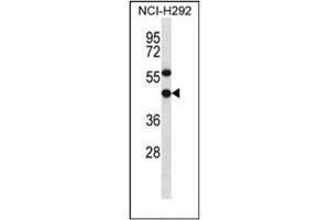 Western blot analysis of EBNA1BP2 Antibody (C-term) in NCI-H292 cell line lysates (35ug/lane). (EBNA1BP2 抗体  (C-Term))