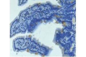 IHC-P analysis of Mouse Intestine Tissue, with DAB staining. (Angiopoietin 2 抗体  (AA 19-147))
