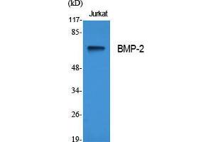 Western Blot (WB) analysis of specific cells using BMP-2 Polyclonal Antibody. (BMP2 抗体  (Internal Region))