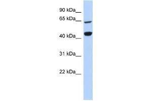 Western Blotting (WB) image for anti-Replication Factor C (Activator 1) 4, 37kDa (RFC4) antibody (ABIN2458986) (RFC4 抗体)