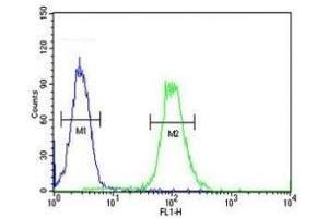 XRCC6 antibody flow cytometric analysis of HeLa cells (green) compared to a negative control (blue). (XRCC6 抗体  (AA 228-254))