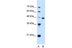 PA2G4 antibody (20R-1262) used at 0. (PA2G4 抗体  (Middle Region))
