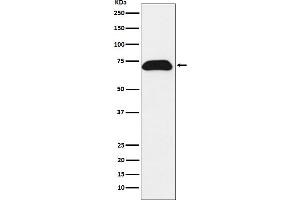 Western blot analysis of PDZK1 expression in T47-D cell lysate.