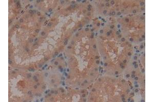 DAB staining on IHC-P; Samples: Human Kidney Tissue (CD235a/GYPA 抗体  (AA 20-91))
