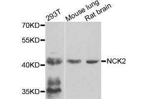 Western blot analysis of extracts of various cell lines, using NCK2 antibody (ABIN5975631) at 1/1000 dilution.