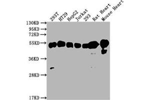Western Blot Positive WB detected in: 293T whole cell lysate, HT29 whole cell lysate, HepG2 whole cell lysate, Jurkat whole cell lysate, 293 whole cell lysate, Rat Heart tissue, Mouse Heart tissue All lanes: ATP5F1B antibody at 1:2000 Secondary Goat polyclonal to rabbit IgG at 1/50000 dilution Predicted band size: 57 kDa Observed band size: 57 kDa (Recombinant ATP5B 抗体)