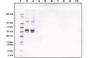 Morphine-ovalbumin conjugate detected by Western blotting using our polyclonal at 1in2000 dilution (1 = Marker, 2 =Morphine-Ovalbumin (50 ng), 3 =Morphine-Ovalbumin (50 ng), 4 =Blank, 5 =Blank, 6 =Ovalbumin (50 ng), 7 = Ovalbumin (50 ng)), 8 =Blank, 9 Blank, 10 =Blank) (Morphine 抗体)