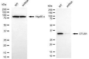 Western blotting analysis using OTUB1 antibody (ABIN7799710).