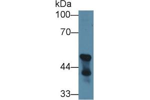 Western Blot; Sample: Mouse Cerebellum lysate; Primary Ab: 1µg/ml Rabbit Anti-Mouse CNP Antibody Second Ab: 0. (Cnpase 抗体  (AA 110-365))