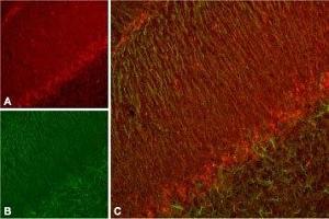 Immunohistochemistry (IHC) image for anti-Potassium Voltage-Gated Channel, Subfamily H (Eag-Related), Member 7 (KCNH7) (AA 1108-1123), (Intracellular) antibody (ABIN7043550)