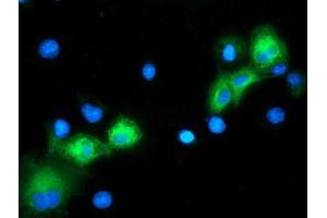 Anti-MAPK7 mouse monoclonal antibody (ABIN2454021) immunofluorescent staining of COS7 cells transiently transfected by pCMV6-ENTRY MAPK7 (RC203506). (MAPK7 抗体)