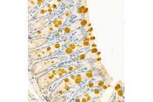 Immunohistochemistry of paraffin embedded mouse colon using CLCA1 (ABIN7073472) at dilution of 1:700 (400x lens) (CLCA1 抗体)