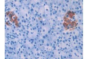 DAB staining on IHC-P; Samples: Human Pancreas Tissue (HPSE 抗体  (AA 54-278))