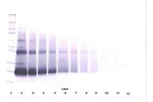 Image no. 3 for anti-Interferon, beta 1, Fibroblast (IFNB1) antibody (ABIN464941) (IFNB1 抗体)