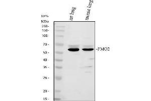 Western blot analysis of FMO2 using anti-FMO2 antibody (ABIN3042397).