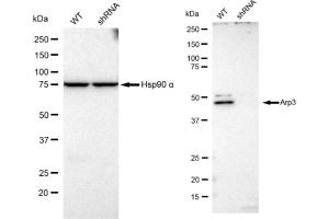 Western blotting analysis using Arp3 antibody (ABIN7797604).