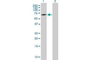 Western Blot analysis of ACBD3 expression in transfected 293T cell line by ACBD3 MaxPab polyclonal antibody. (ACBD3 抗体  (AA 1-528))