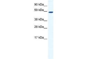 WB Suggested Anti-TAF1B Antibody Titration:  1. (TAF1B 抗体  (C-Term))