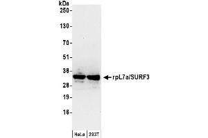 Western Blotting (WB) image for anti-RpL7a/SURF3 (C-Term) antibody (ABIN7453867) (RpL7a/SURF3 (C-Term) 抗体)